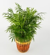 6" Palm Plant