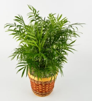 6" Palm Plant