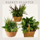 Planter-In Basket 
