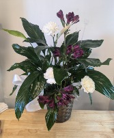6" peace lily  apache junction  mesa 