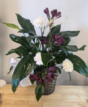 6" peace lily  apache junction  mesa 