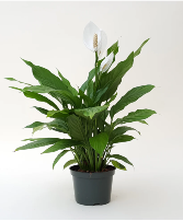 6"Peace Lily As Shown