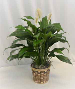 6" PEACE LILY IN BASKET 6" BLOOMING PLANT