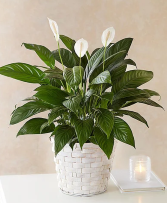 6" Peace lily in basket 