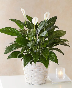 6" Peace lily in basket 