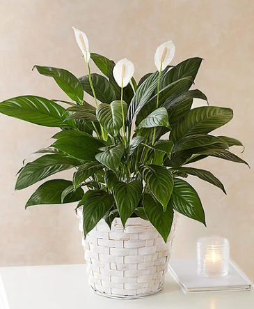 6" Peace lily in basket  in Canton, IL | CJ Flowers & More