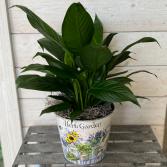 6” Peace Lily in Decorative Container
