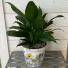 Purchase this funeral home arrangement