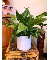 6" Peace Lily in White Pot House Plant