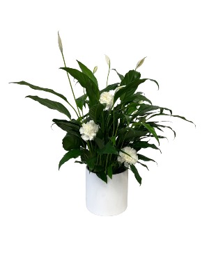 6'' Peace Lily Plant