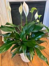 Peace Lily House Plant
