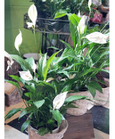 6" Peace Lily - Spathiphyllum  Plant