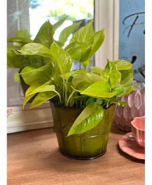 6" Philodendron  6" Plant 