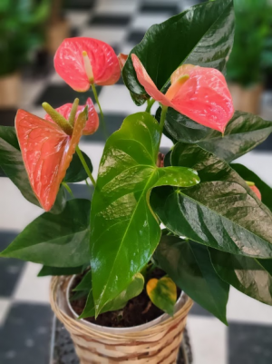 6" Pink Antherium Blooming Plant