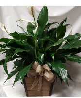 6" plant ( plant variety may vary with stock) in Wooden container with bow!