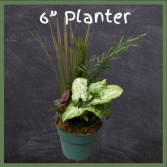 6” Planter