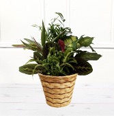 Planter in Wicker Basket 
