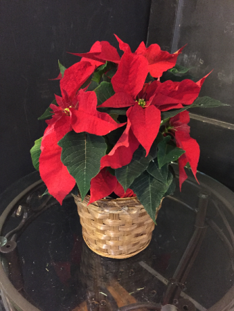 8” poinsettia in basket