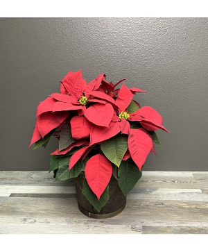 6" Poinsettia Plant