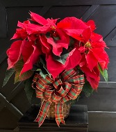 6” Poinsettia - Red, Pink (Marble) or White 