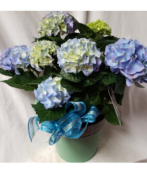6" pot blue or pink Hydrangeas in tin container With bow.  blue sold out pink left