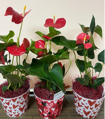 6" Potted Anthurium in Valentine's Container Plant in Ravenna, NE | Petals and Pictures