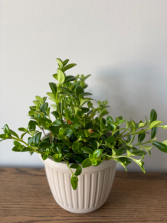 6 ' Potted Goldfish Plant