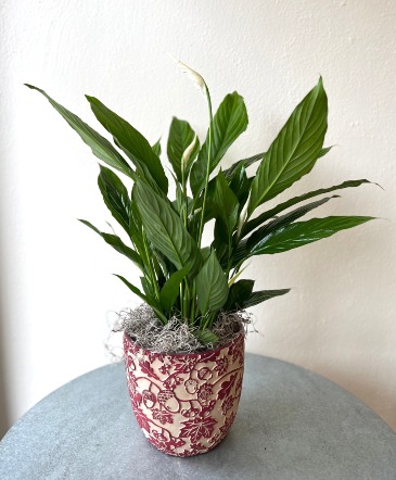 6" Potted Peace Lily  in La Grande, OR | FITZGERALD FLOWERS