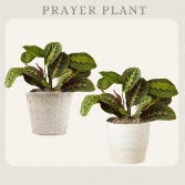 Prayer Plant  
