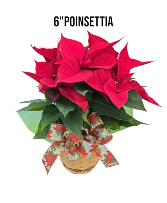 6" Red Poinsettia 