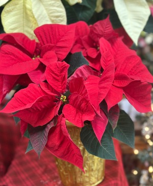 6" Red Poinsettia  