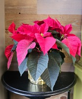 6" Red Poinsettia Plant