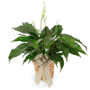 6" Spathiphyllum (Peace Lily) Plant in Bowman, SC | Seven Flowers Florist 6" Spathiphyllum (Peace Lily) Plant in Bowman, SC | Seven Flowers Florist
