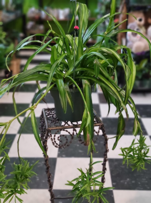 6" Spider Plant Hanging plant