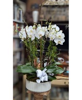 6 stems of white Orchids  