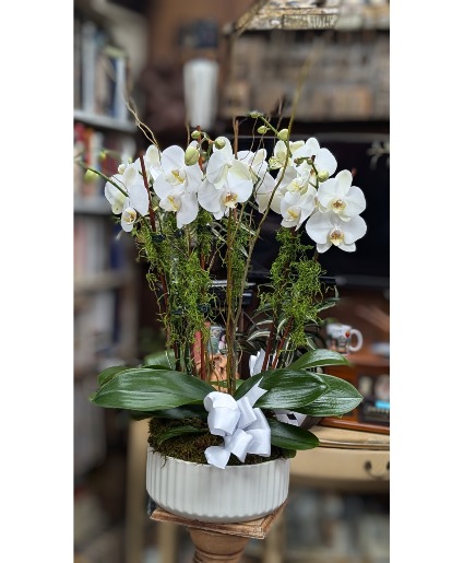 6 stems of white Orchids  