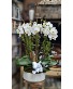 6 stems of white Orchids  