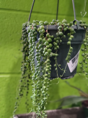 6" String of Pearls Succculent
