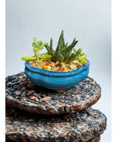 6" succulent rectangular Dishgarden Succulent