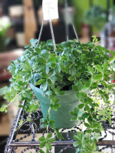 6" Sugar Vine Hanging Plant