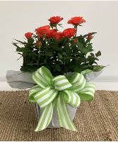 6" Sunny Orange Rose Plant Plant