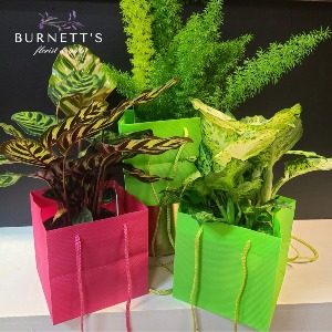 6" Tropical Plant Plant