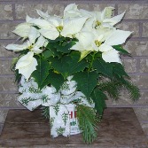 6" WHITE POINSETTIA  Indoor Plant