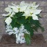 6" WHITE POINSETTIA  Indoor Plant