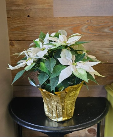 6" White Poinsettia  Plant in Osceola, WI | The Wild Violette