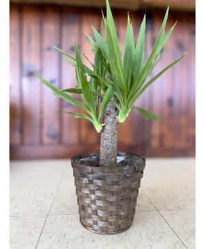 6" Yucca  Potted Plant