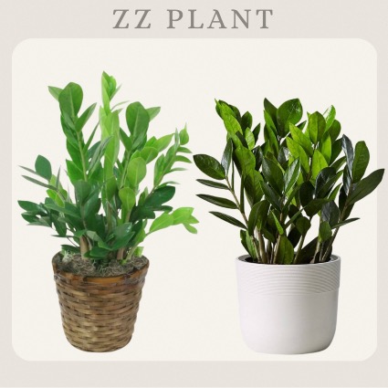 ZZ Plant  