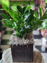 6" ZZ Plant in Ceramic Pot  Green Plant