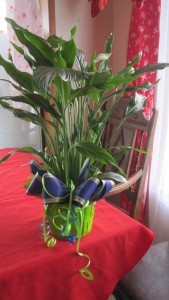 6in green plant asst 12 man colors