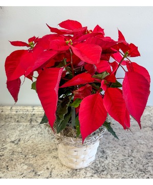 6in Red Poinsettia Blooming Plant